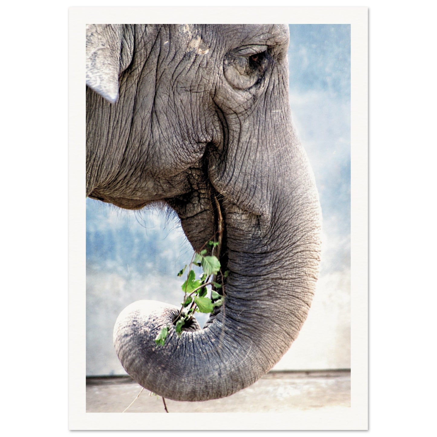 Elephant Eating Plants Poster 21x29.7 cm 8x12" Border