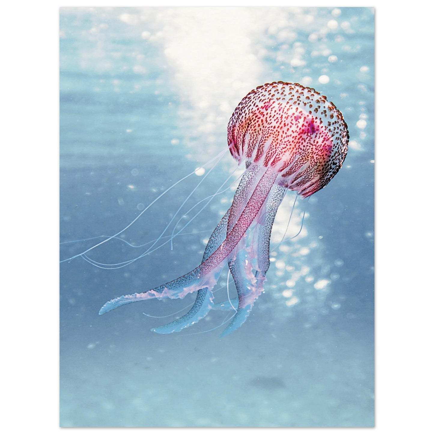 Ocean Serenity Jellyfish Poster 30x40 cm 12x16″ No Border