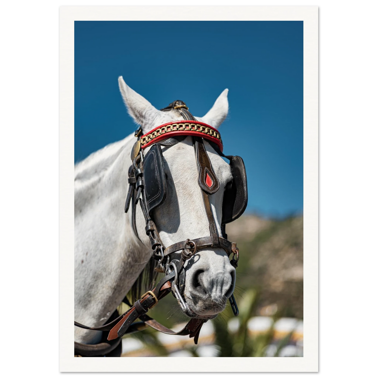Spanish Dressed Horse Poster 21x29.7 cm 8x12" Border