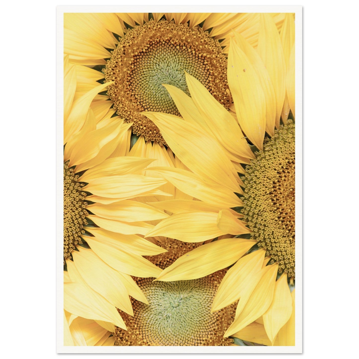 Sunflower Botanical Poster A2 (42 x 59.4 cm) Border