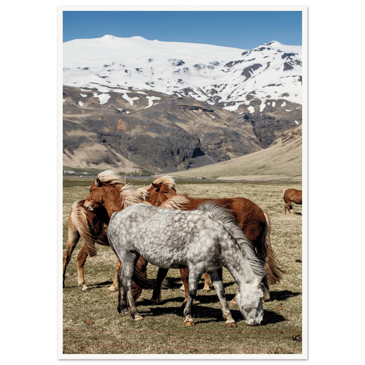 Icelandic Horses Poster A1 (59.4 x 84.1 cm) Border