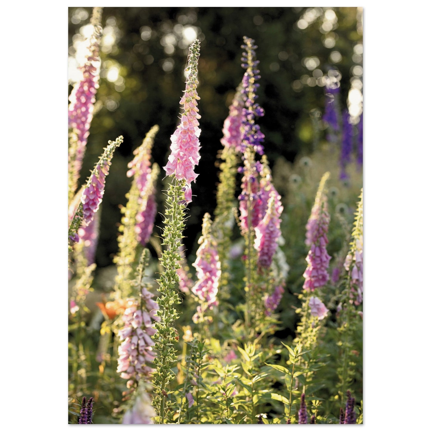 Foxglove Meadow Poster A1 (59.4 x 84.1 cm) No Border