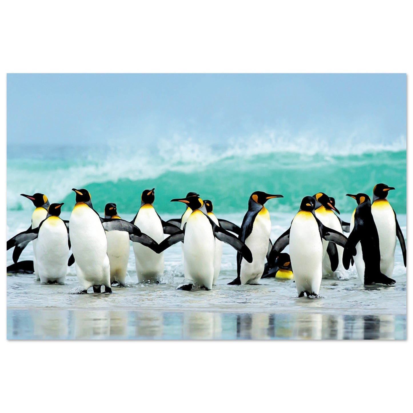 Atlantic Ocean Penguins Poster 60x90 cm 24x36″ No Border