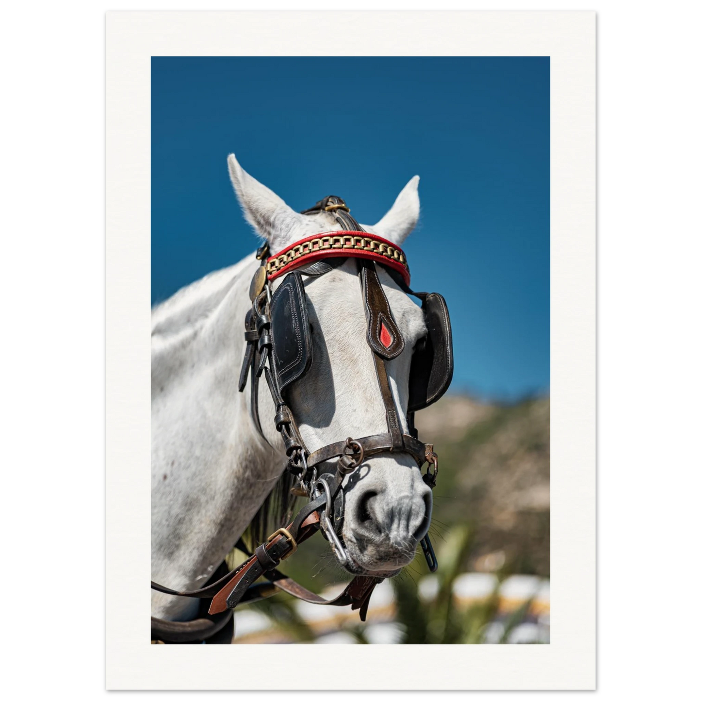 Spanish Dressed Horse Poster 13x18 cm 5x7″ Border