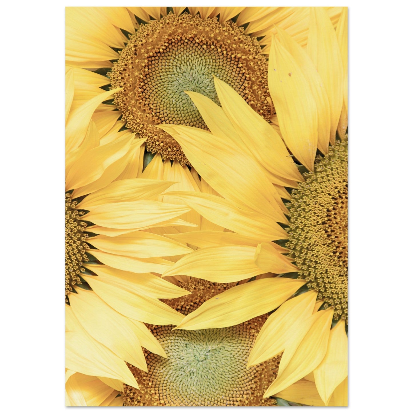 Sunflower Botanical Poster A1 (59.4 x 84.1 cm) No Border
