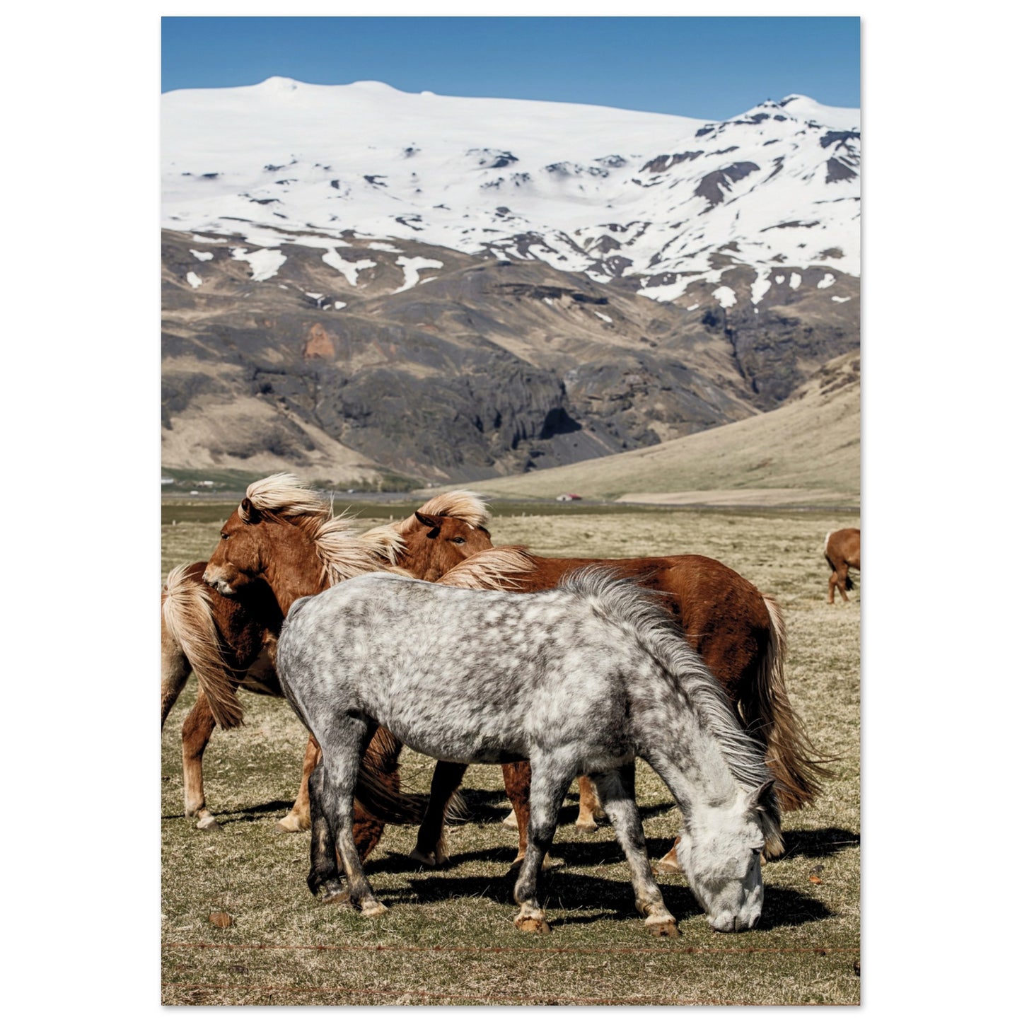 Icelandic Horses Poster A3 (29.7 x 42 cm) No Border