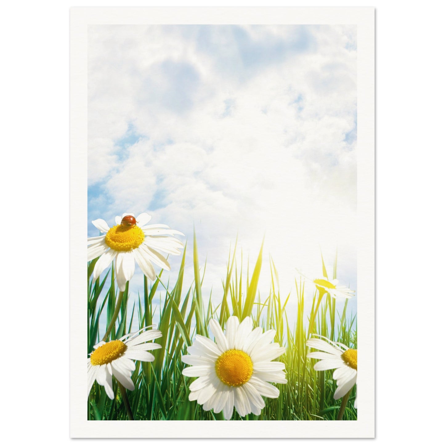 Daisy Meadow Poster A4 (21x29.7 cm ) Border