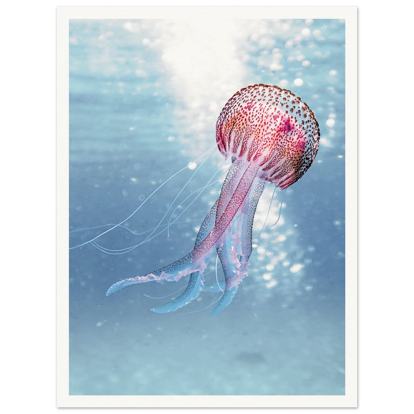 Ocean Serenity Jellyfish Poster 30x40 cm 12x16″ Border