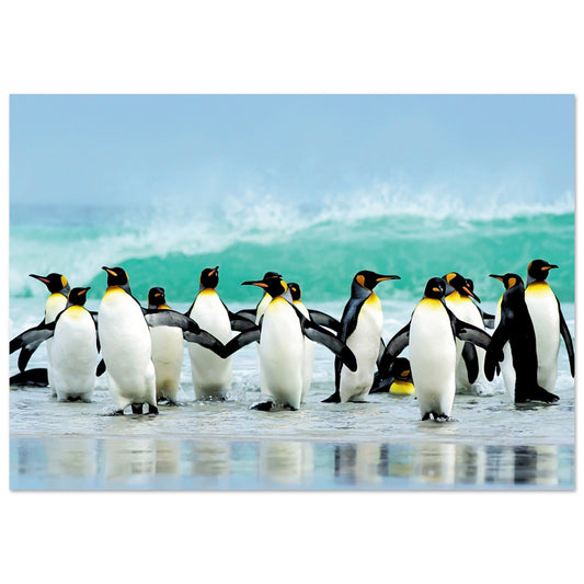 Atlantic Ocean Penguins Poster 70x100 cm 28x40″ No Border