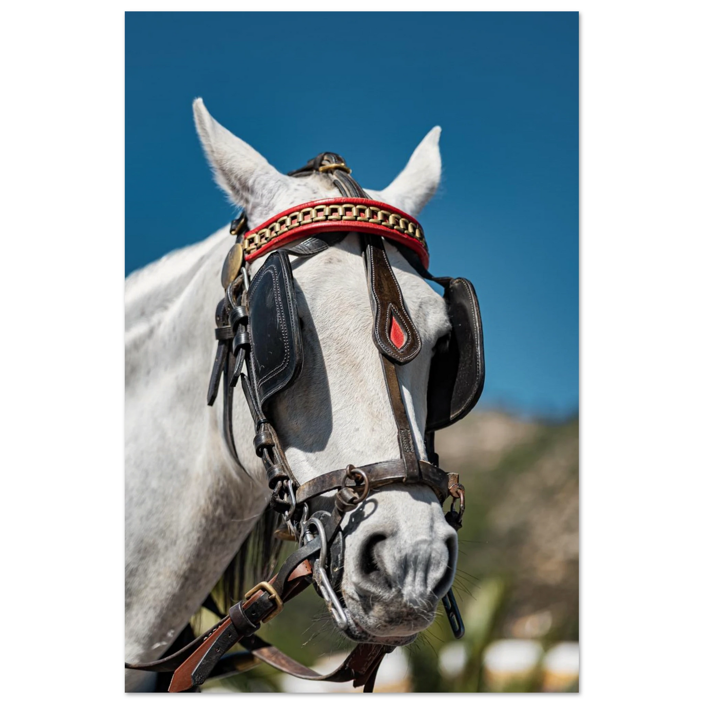 Spanish Dressed Horse Poster 60x90 cm 24x36″ No Border