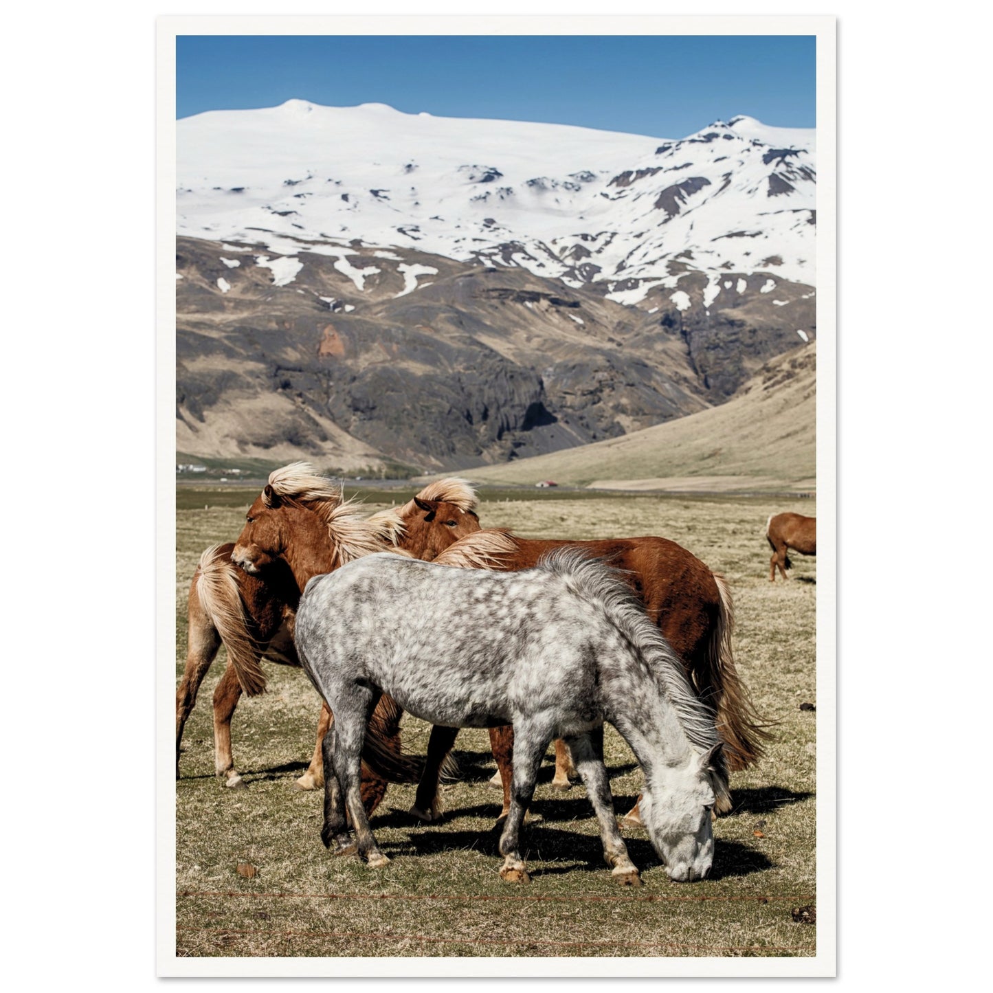 Icelandic Horses Poster A2 (42 x 59.4 cm) Border