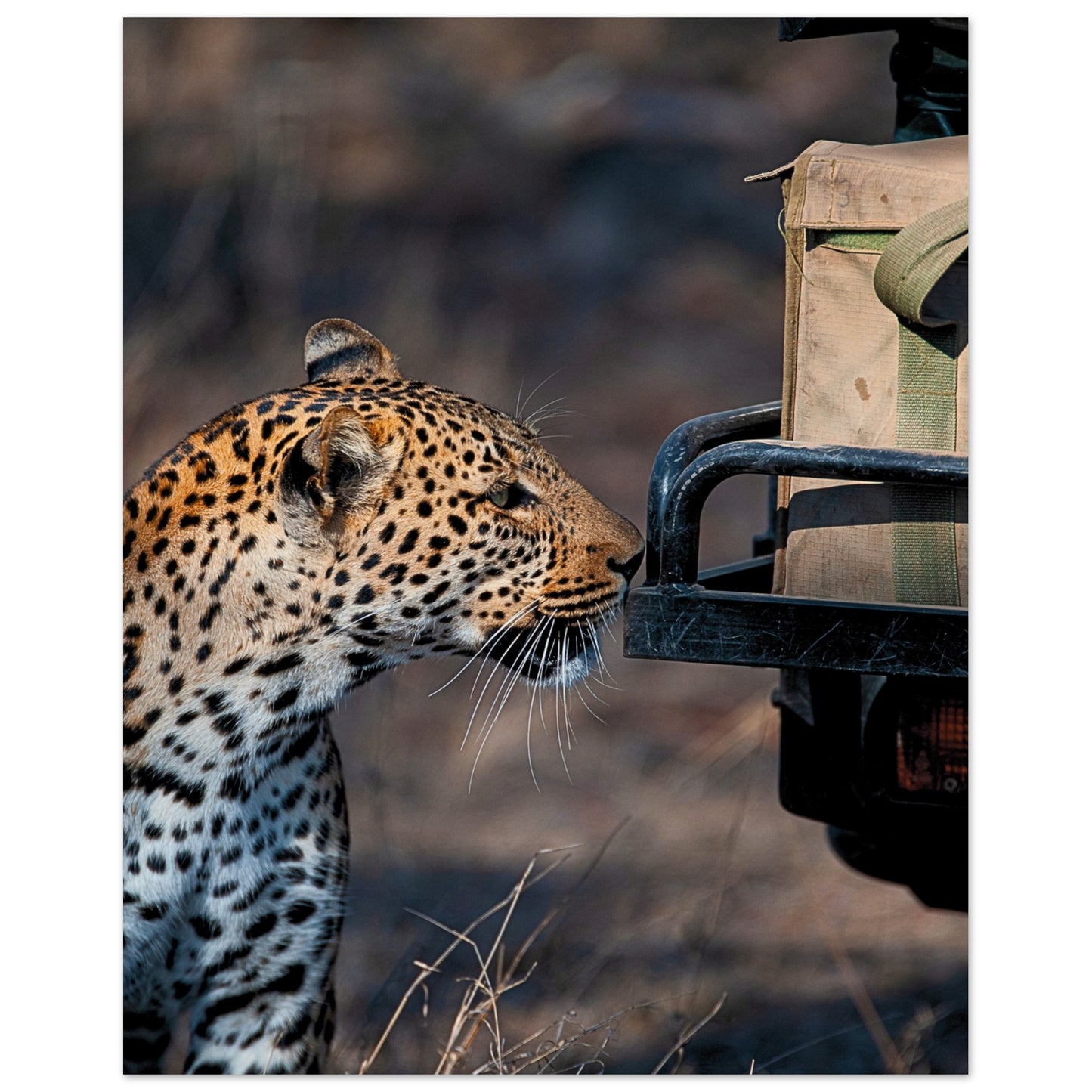 Leopard on Safari Poster 40x50 cm 16x20″ No Border