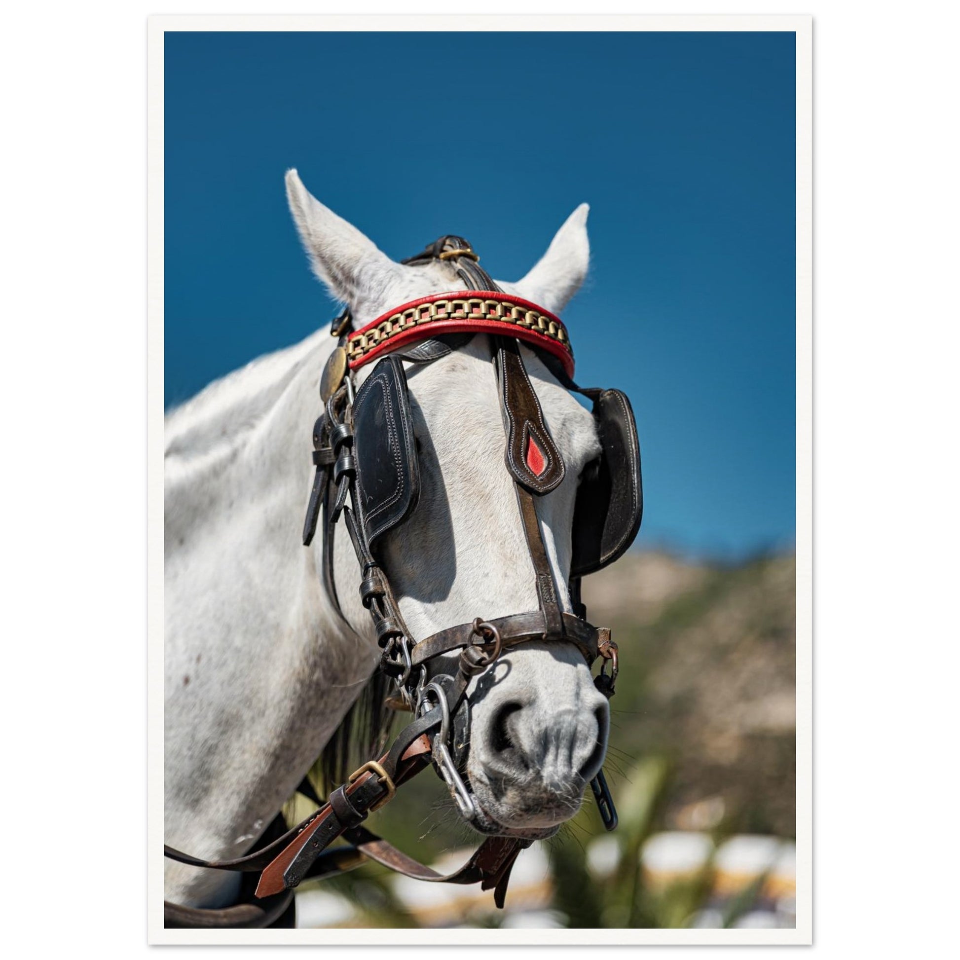 Spanish Dressed Horse Poster