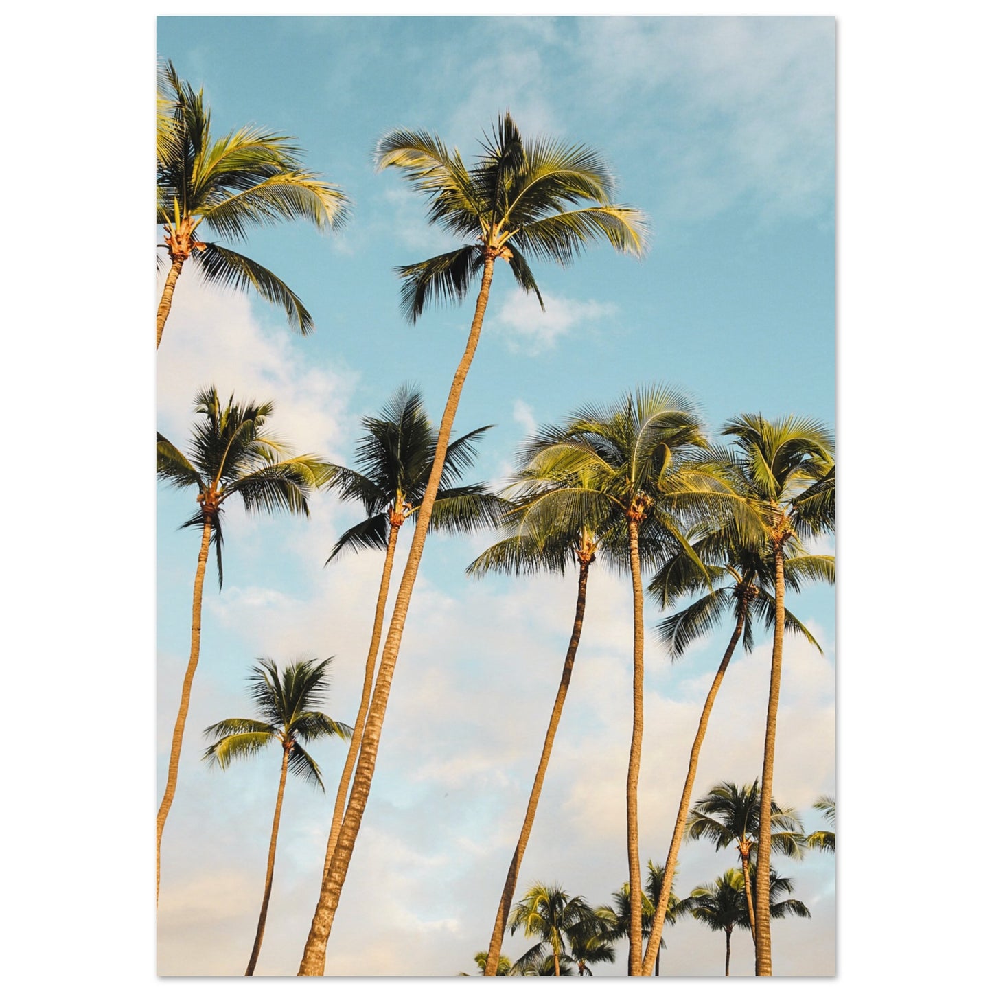 Hawaii Palm Trees Poster A3 (29.7 x 42 cm) No Border