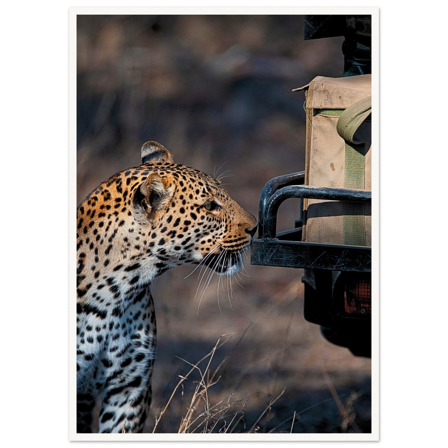 Leopard on Safari Poster 50x70 cm 20x28″ Border