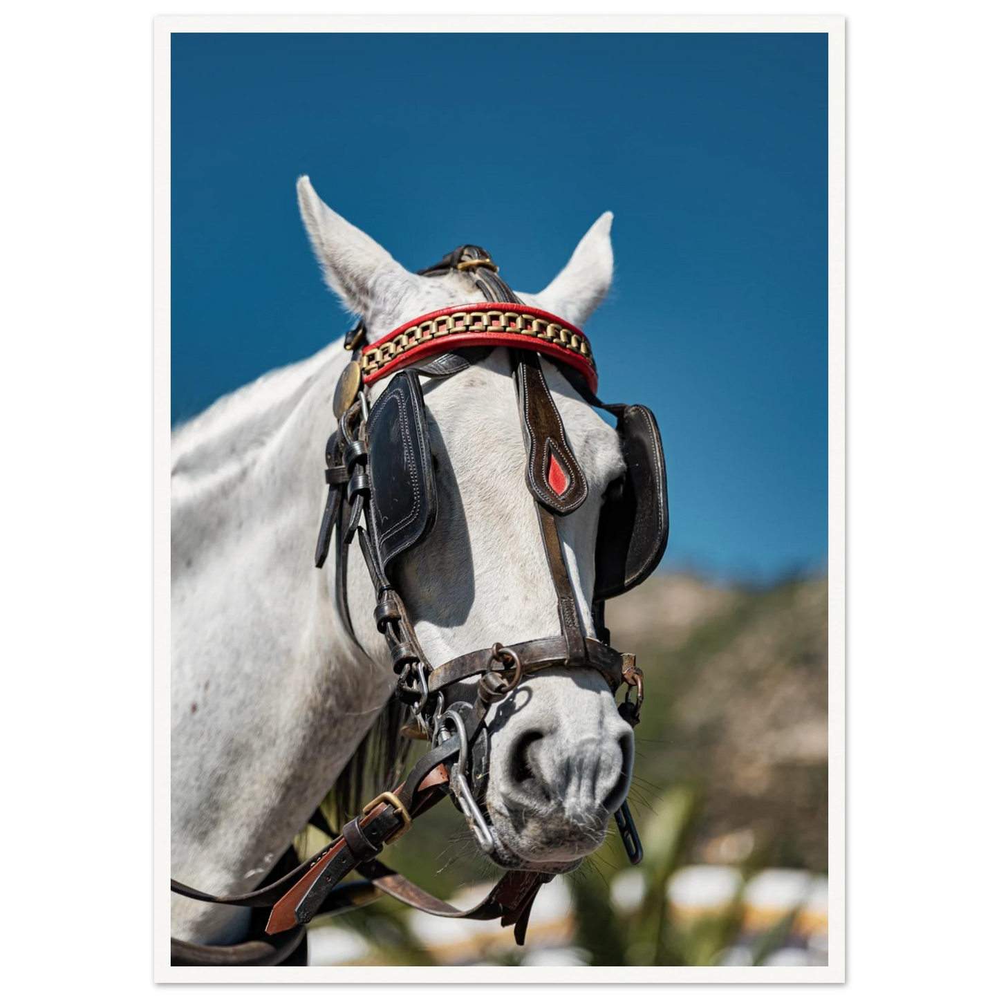 Spanish Dressed Horse Poster 50x70 cm 20x28″ Border