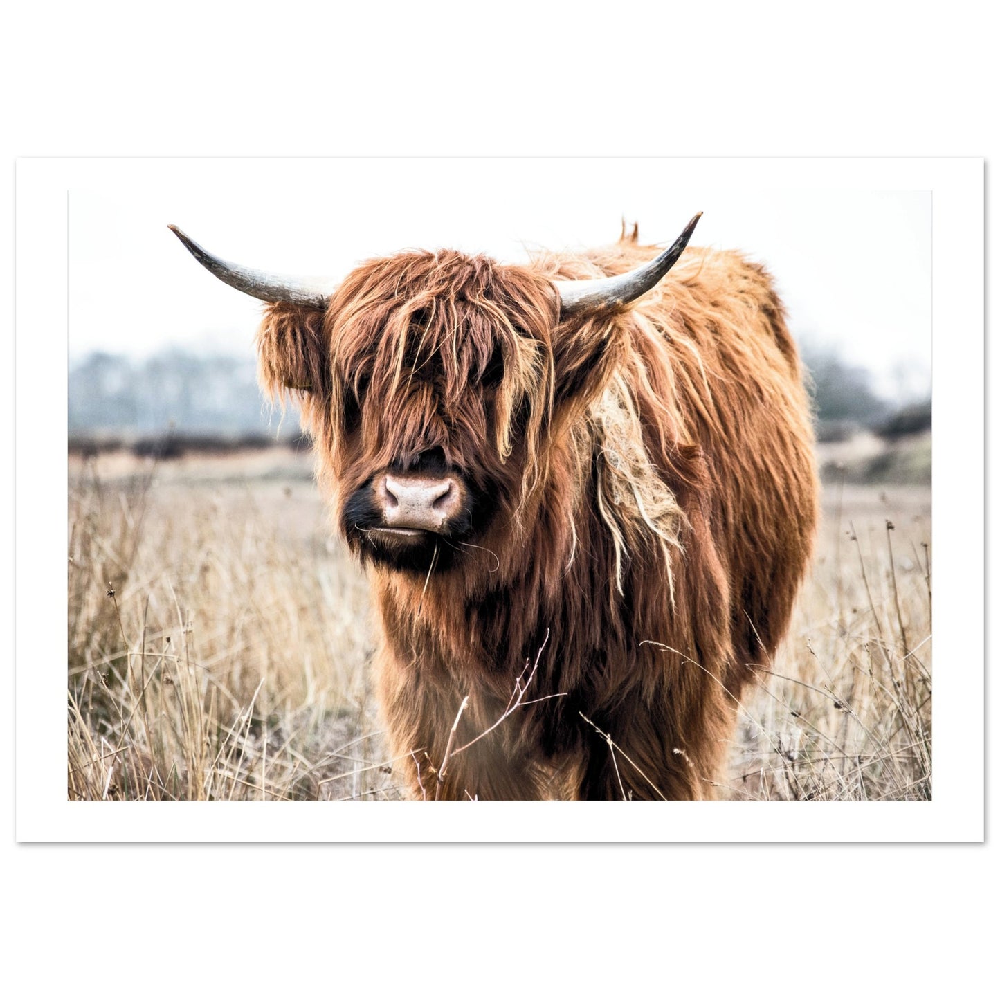 Highland Scottish Cow Poster A4 (21x29.7 cm) Border