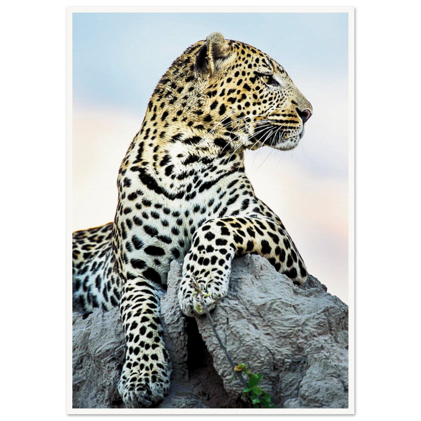 The Wild leopard Poster A1 (59.4 x 84.1 cm) Border