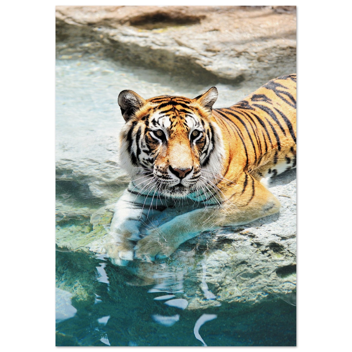 A Bathing Tiger Poster A3 (29.7 x 42 cm) No Border