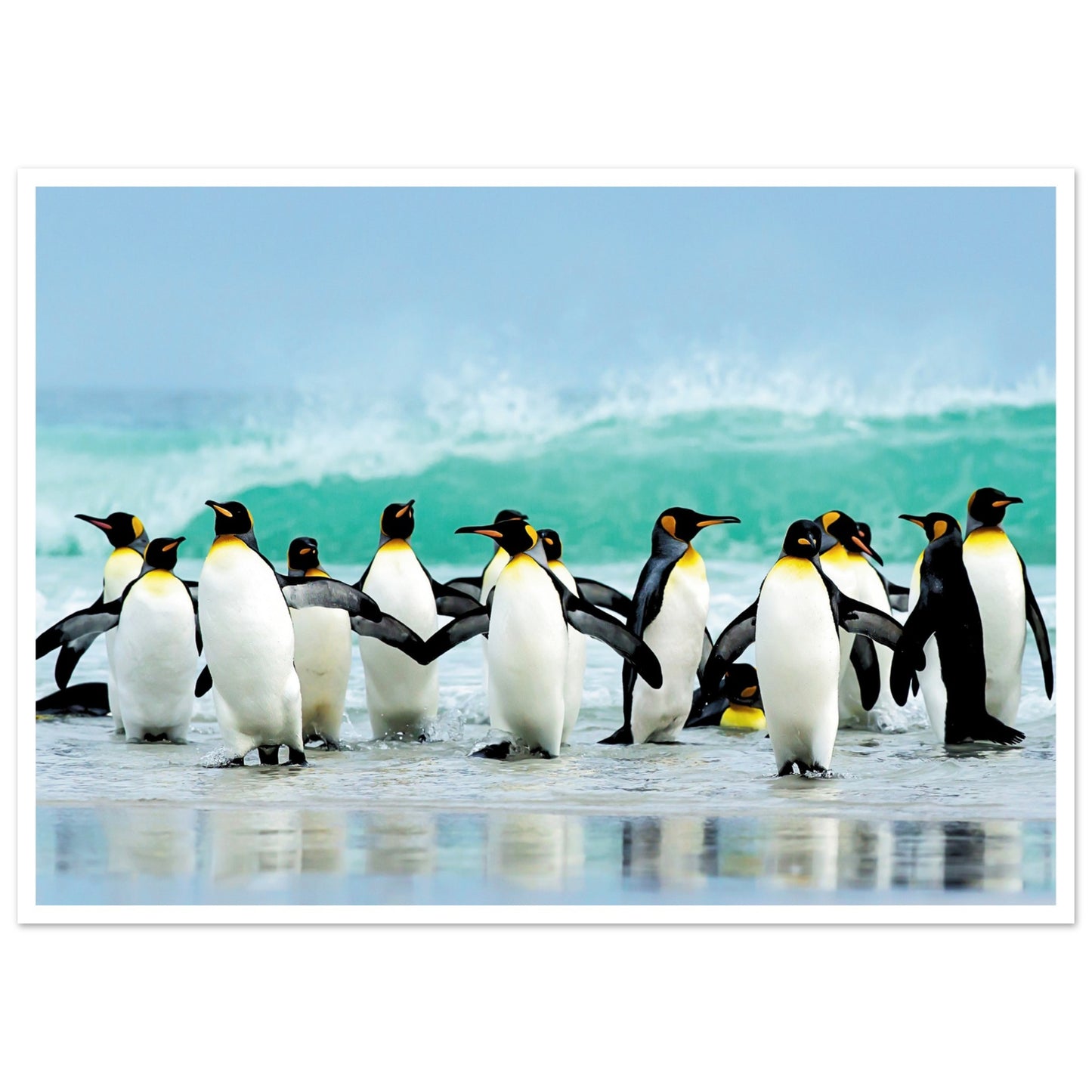 Atlantic Ocean Penguins Poster 50x70 cm 20x28″ Border