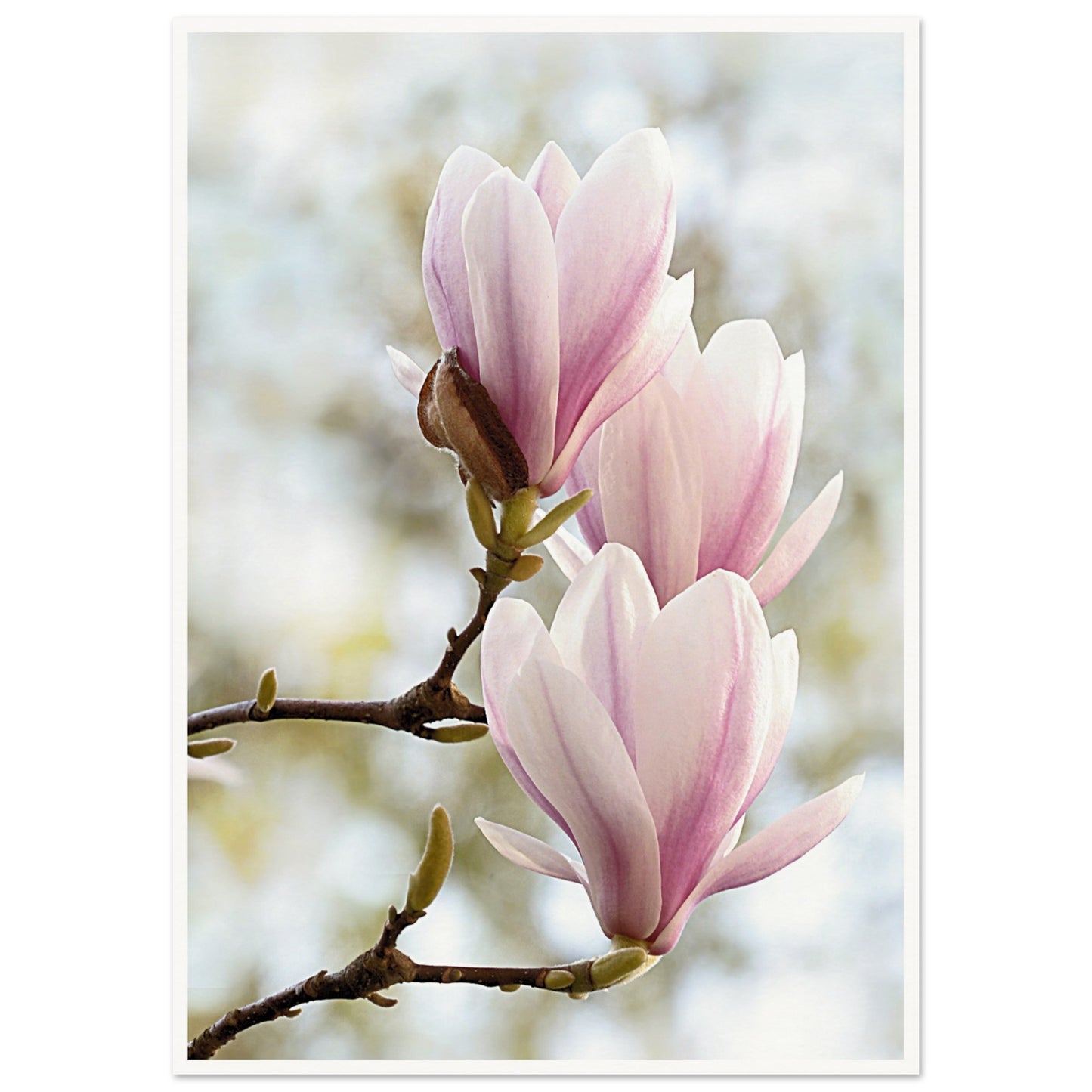 Pink Orchids Print A1 (59.4 x 84.1 cm) Border