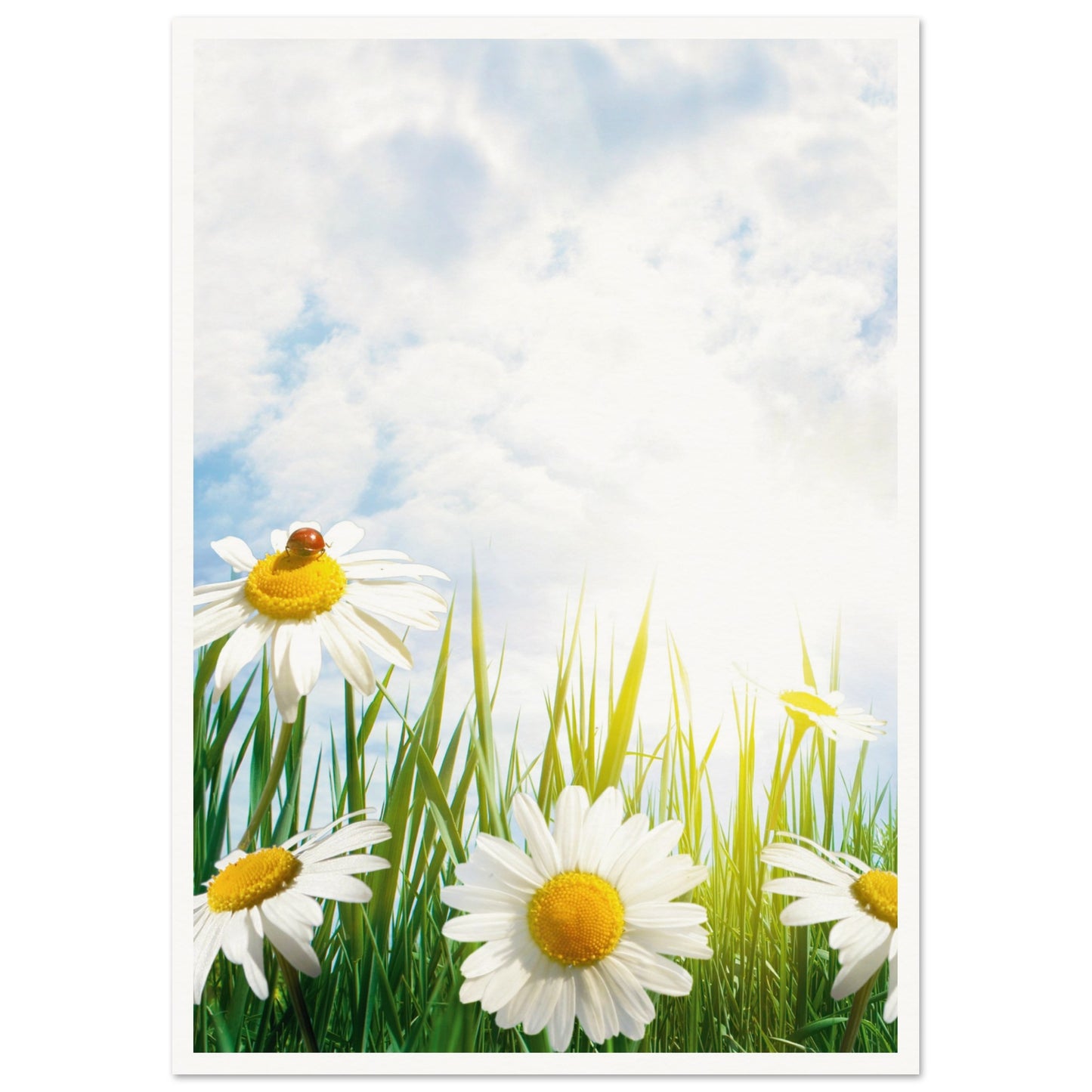 Daisy Meadow Poster A2 (42 x 59.4 cm) Border