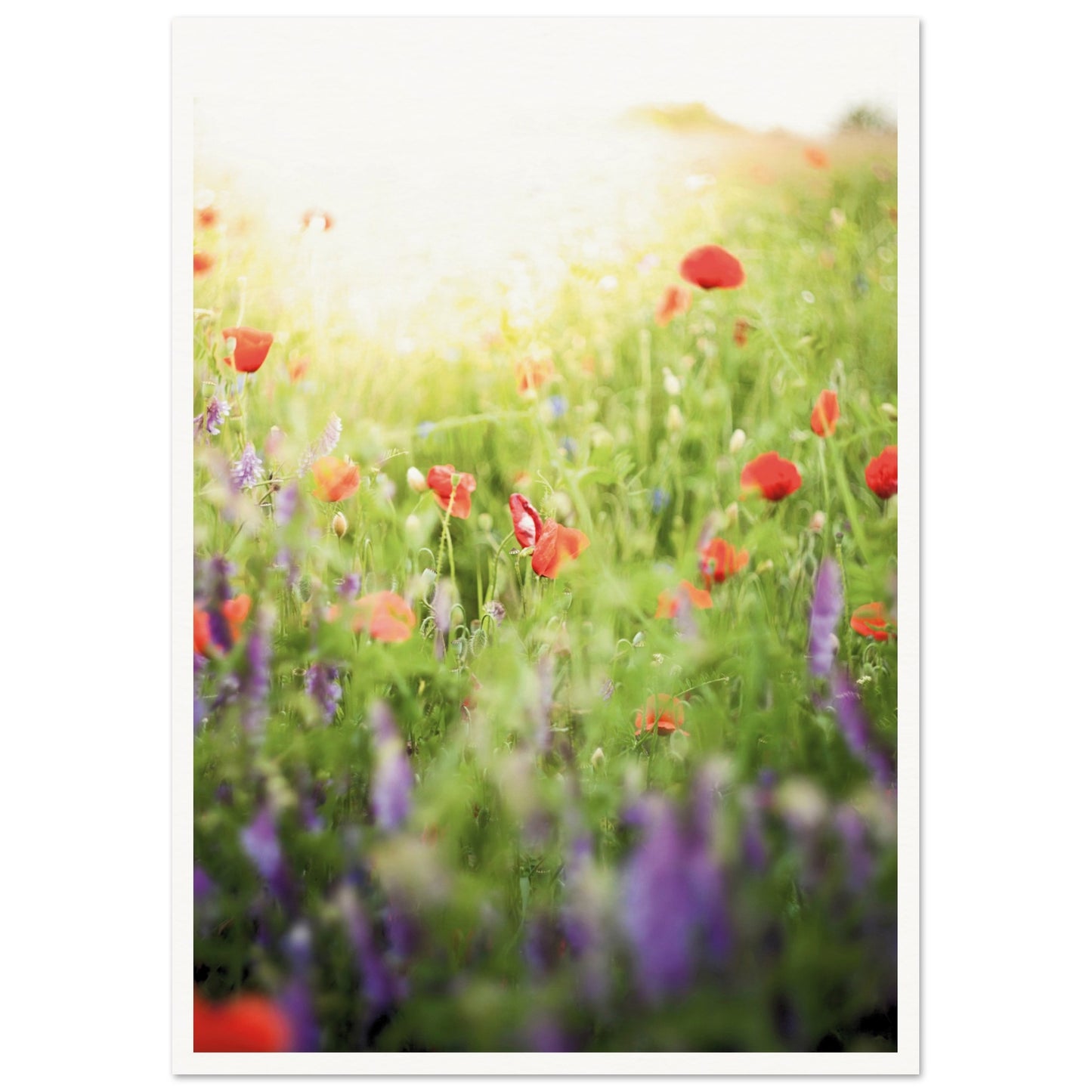 A Meadow of Poppies Poster A2 (42 x 59.4 cm) Border