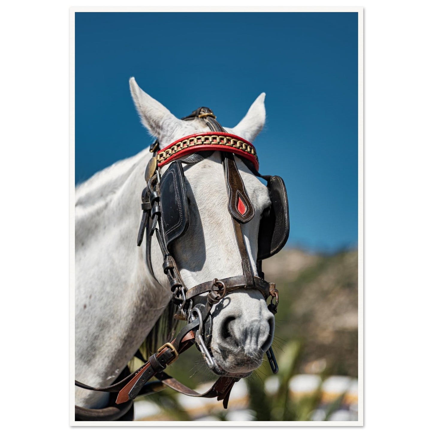 Spanish Dressed Horse Poster