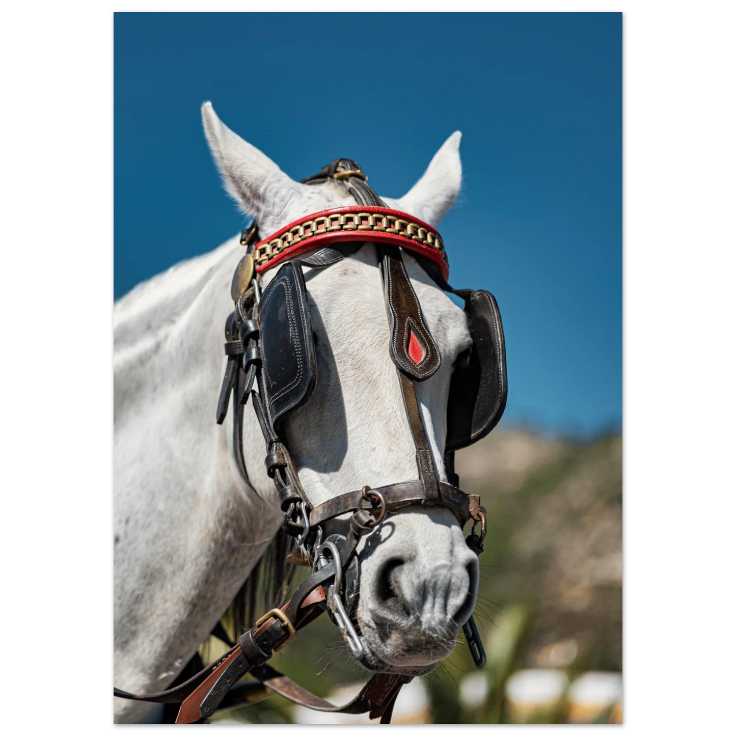 Spanish Dressed Horse Poster 50x70 cm 20x28″ No Border