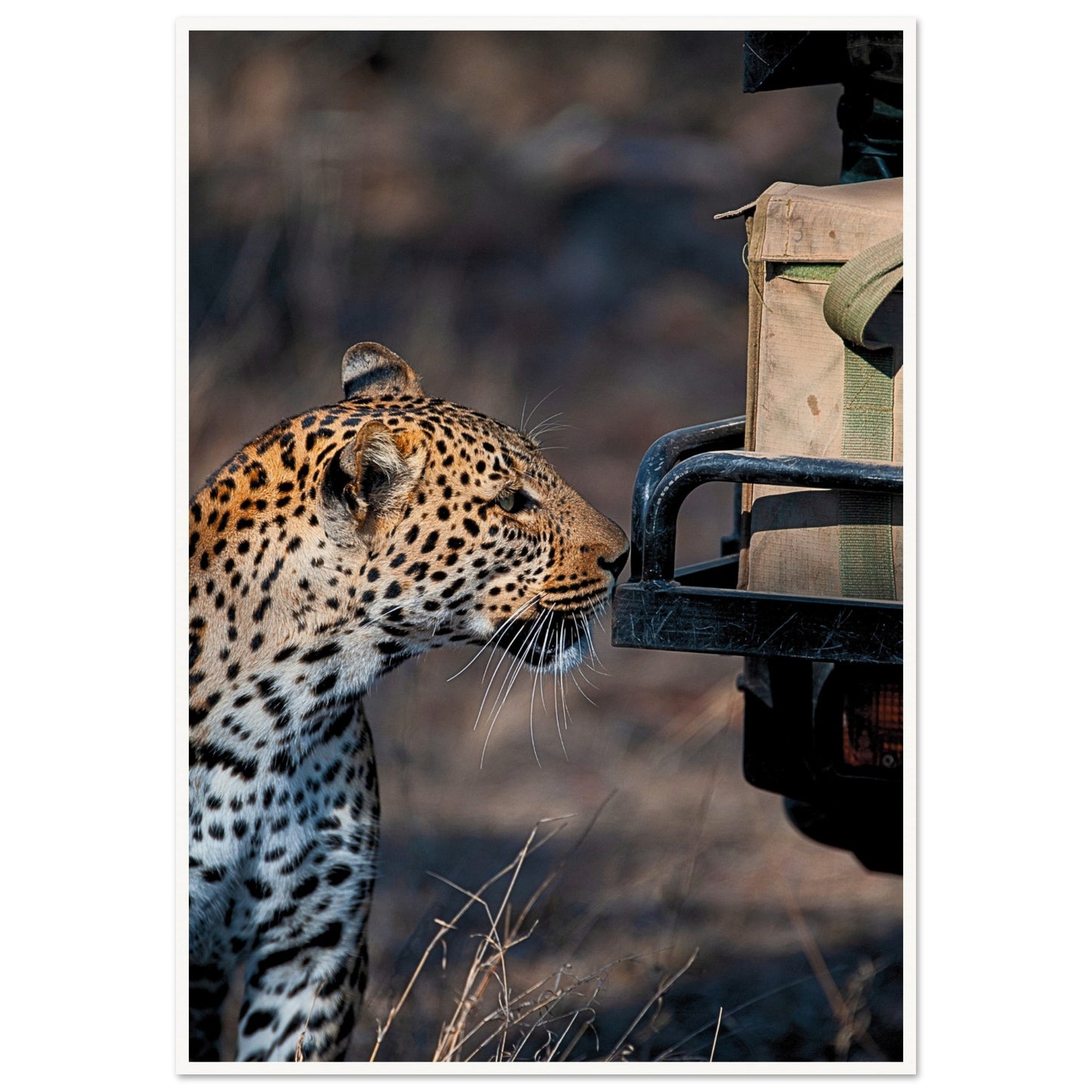 Leopard on Safari Poster 70x100 cm 28x40″ Border