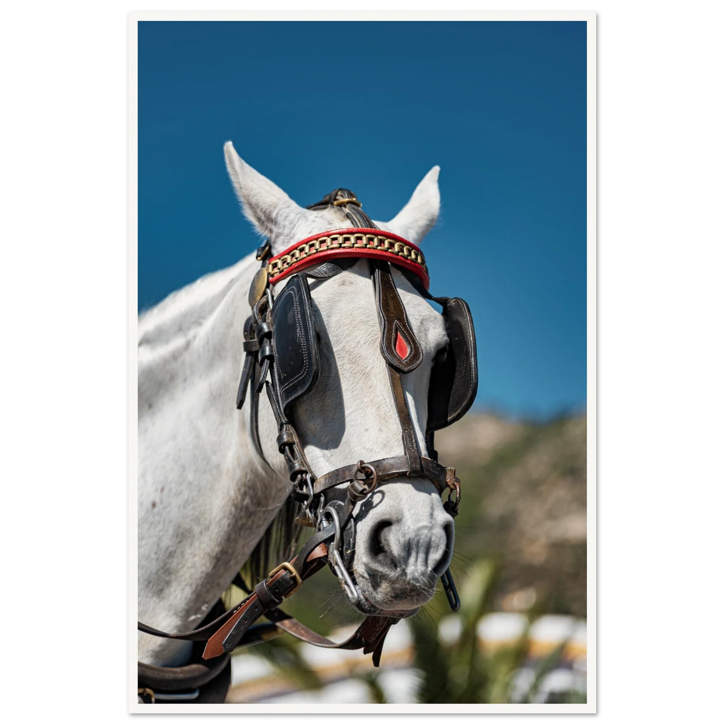 Spanish Dressed Horse Poster 60x90 cm 24x36″ Border