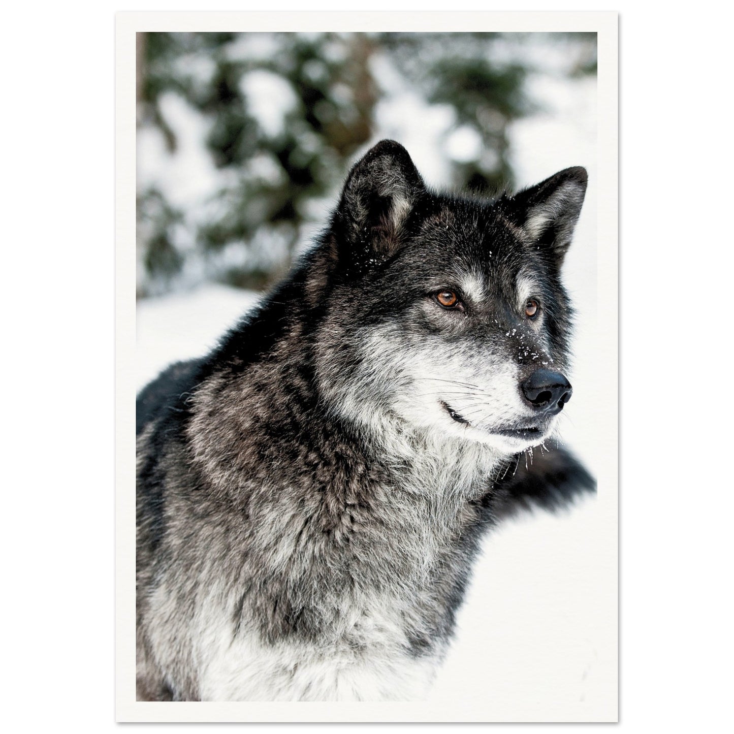 A Wolf in the Snow Poster A3 (29.7 x 42 cm) Border