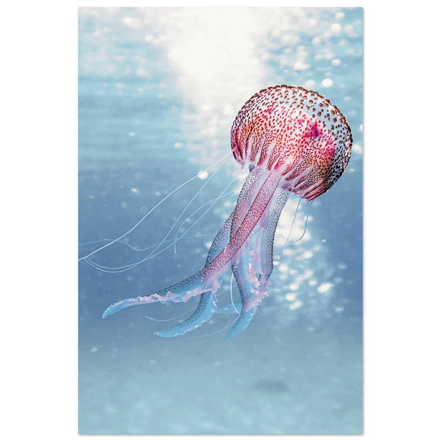 Ocean Serenity Jellyfish Poster 60x90 cm 24x36″ No Border