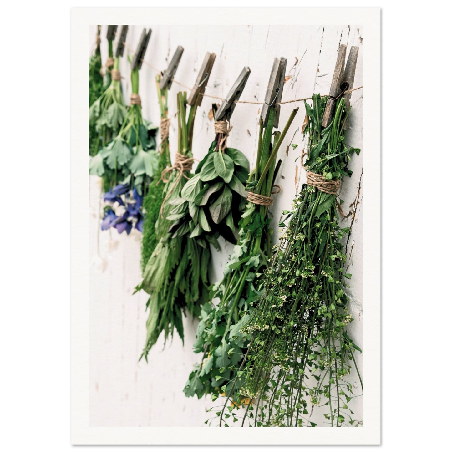 Hanging Herb Display Poster A4 (21x29.7 cm ) Border