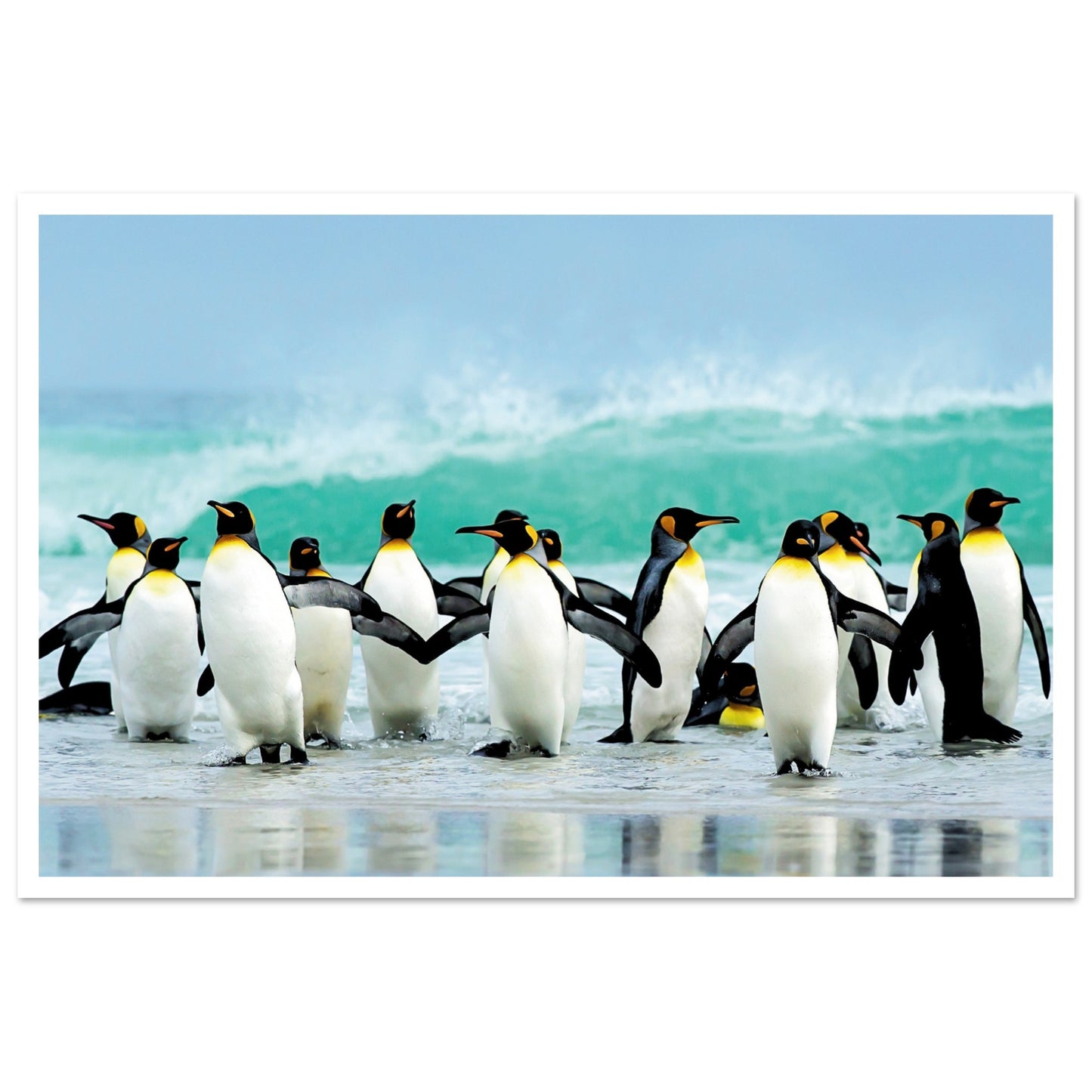 Atlantic Ocean Penguins Poster 40x60 cm 16x24″ Border