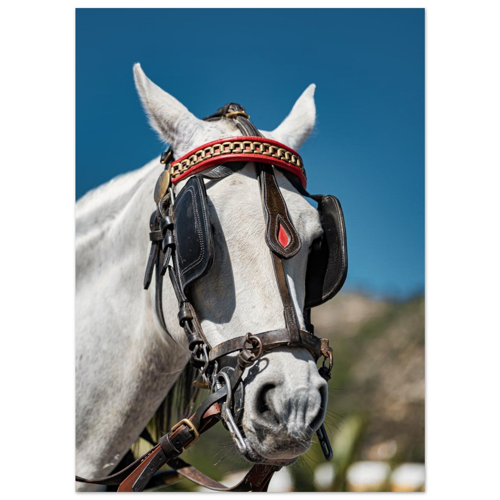 Spanish Dressed Horse Poster