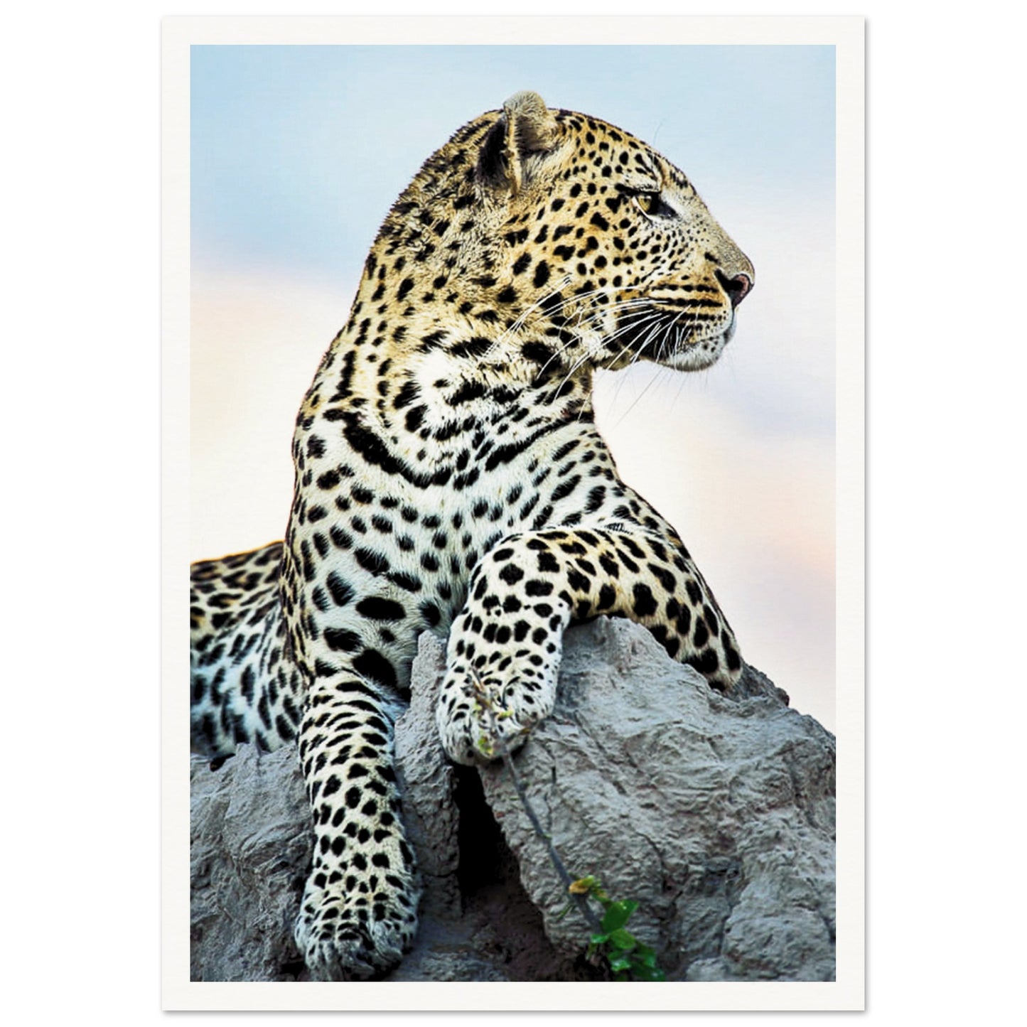 The Wild leopard Poster A3 (29.7 x 42 cm) Border