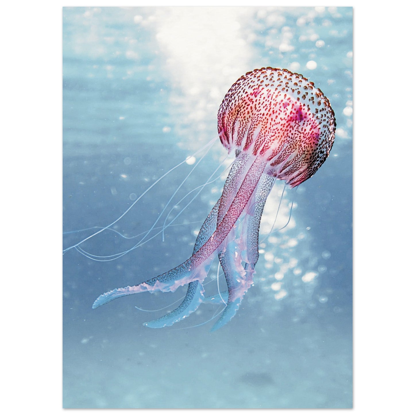 Ocean Serenity Jellyfish Poster 13x18 cm 5x7″ No Border