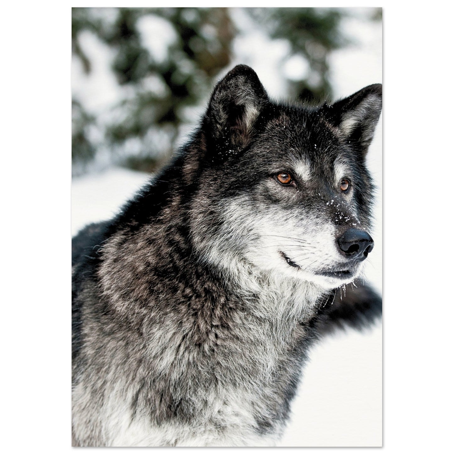 A Wolf in the Snow Poster A4 (21x29.7 cm) No Border