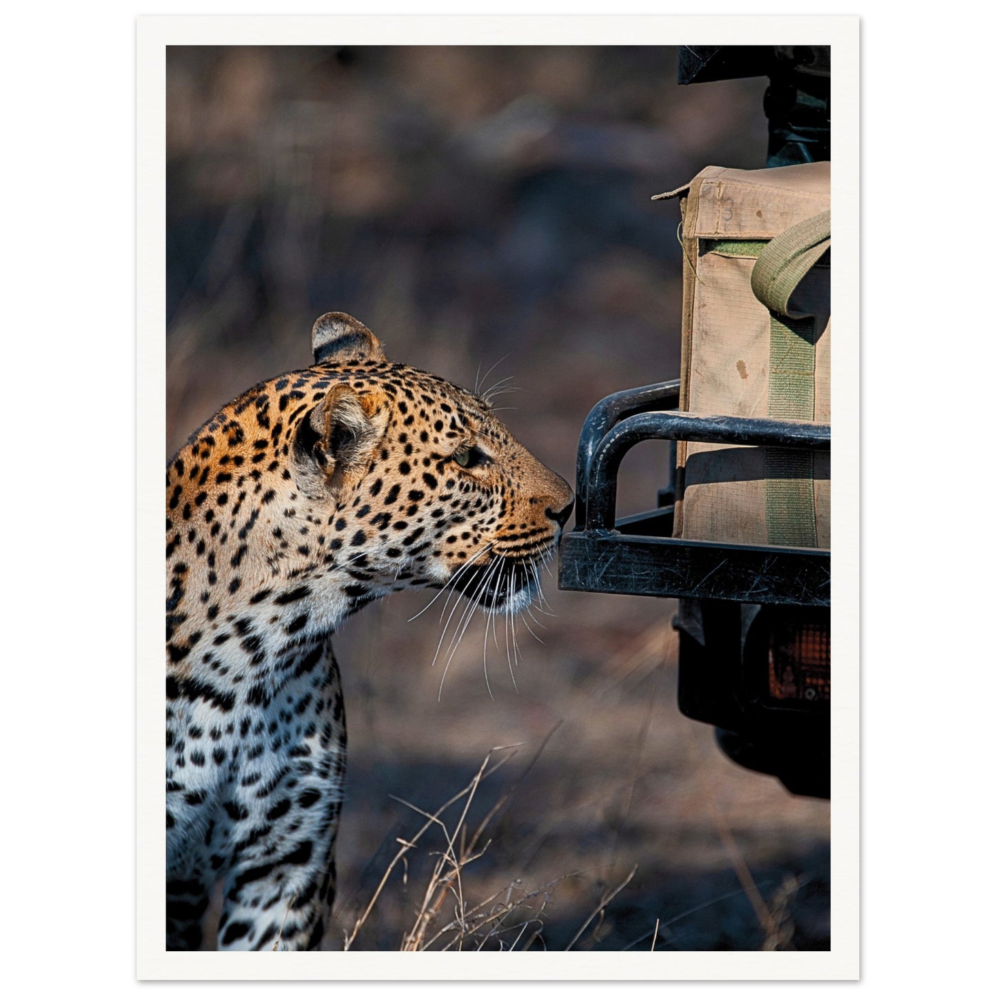 Leopard on Safari Poster 30x40 cm 12x16″ Border