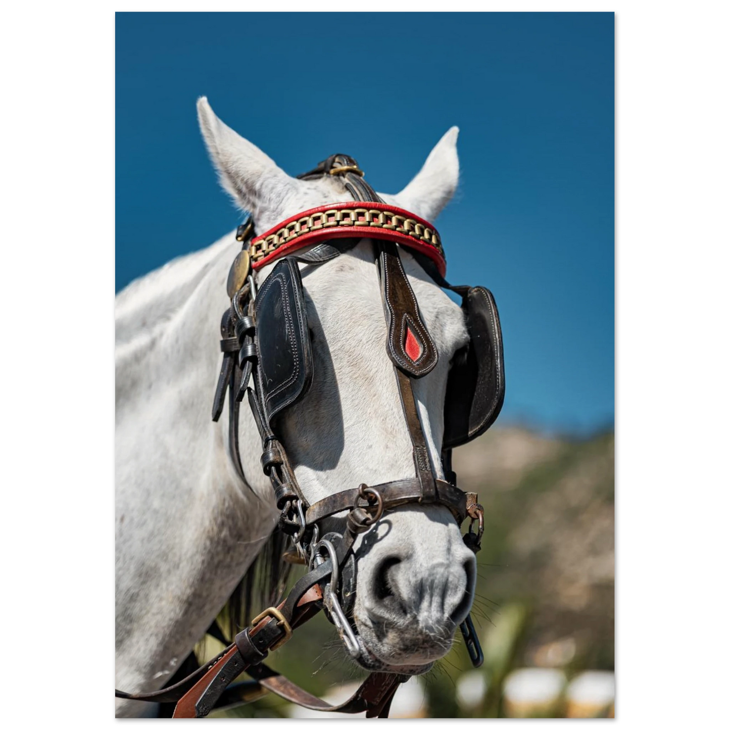 Spanish Dressed Horse Poster 21x29.7 cm 8x12" No Border