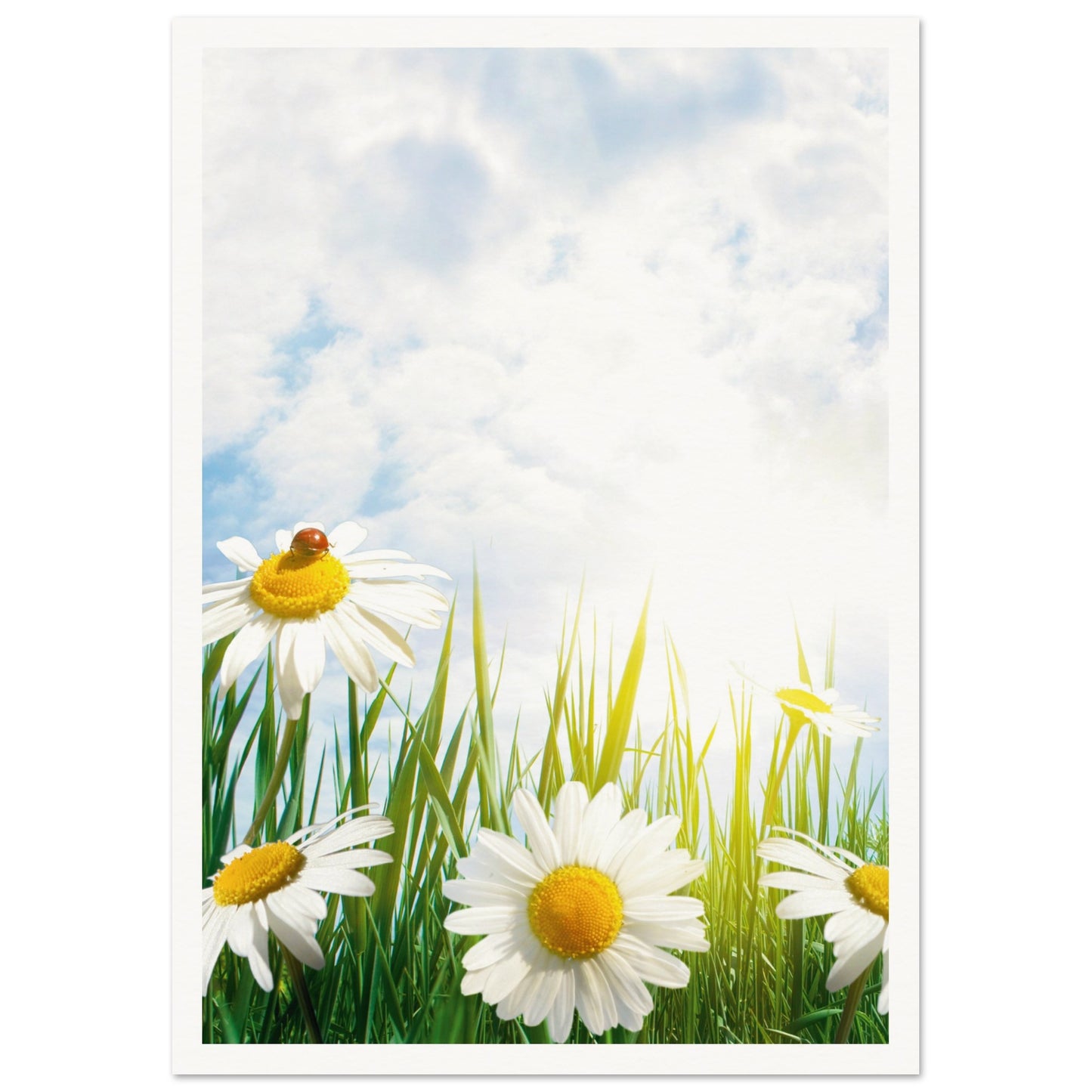 Daisy Meadow Poster A3 (29.7 x 42 cm) Border