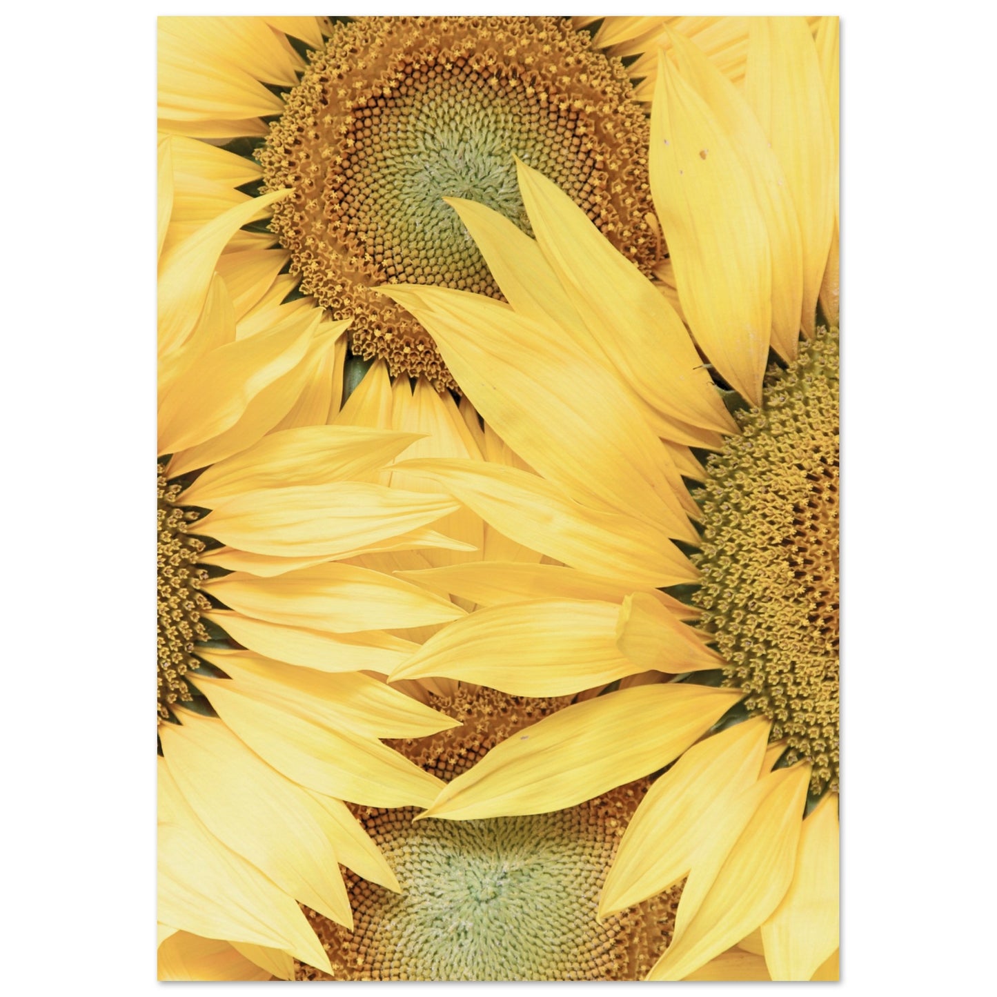 Sunflower Botanical Poster A4 (21x29.7 cm ) No Border