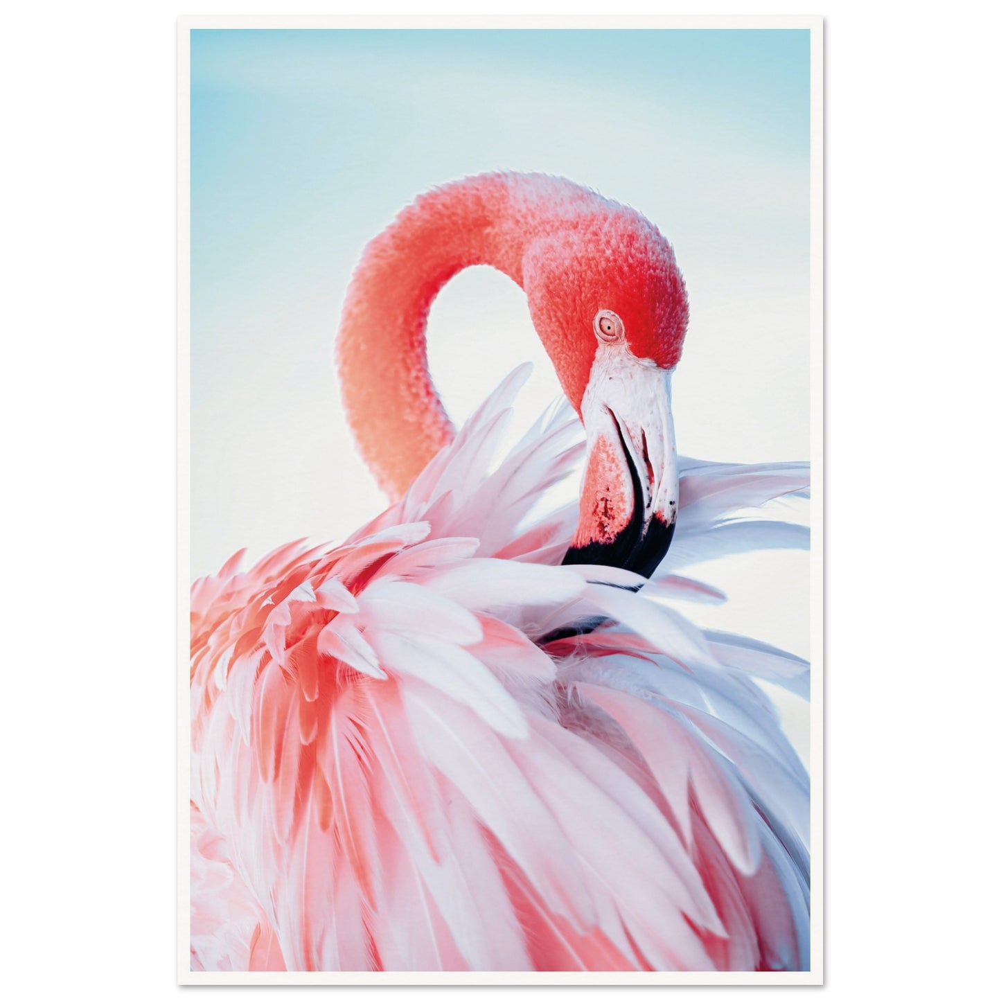 Graceful Flamingo Poster