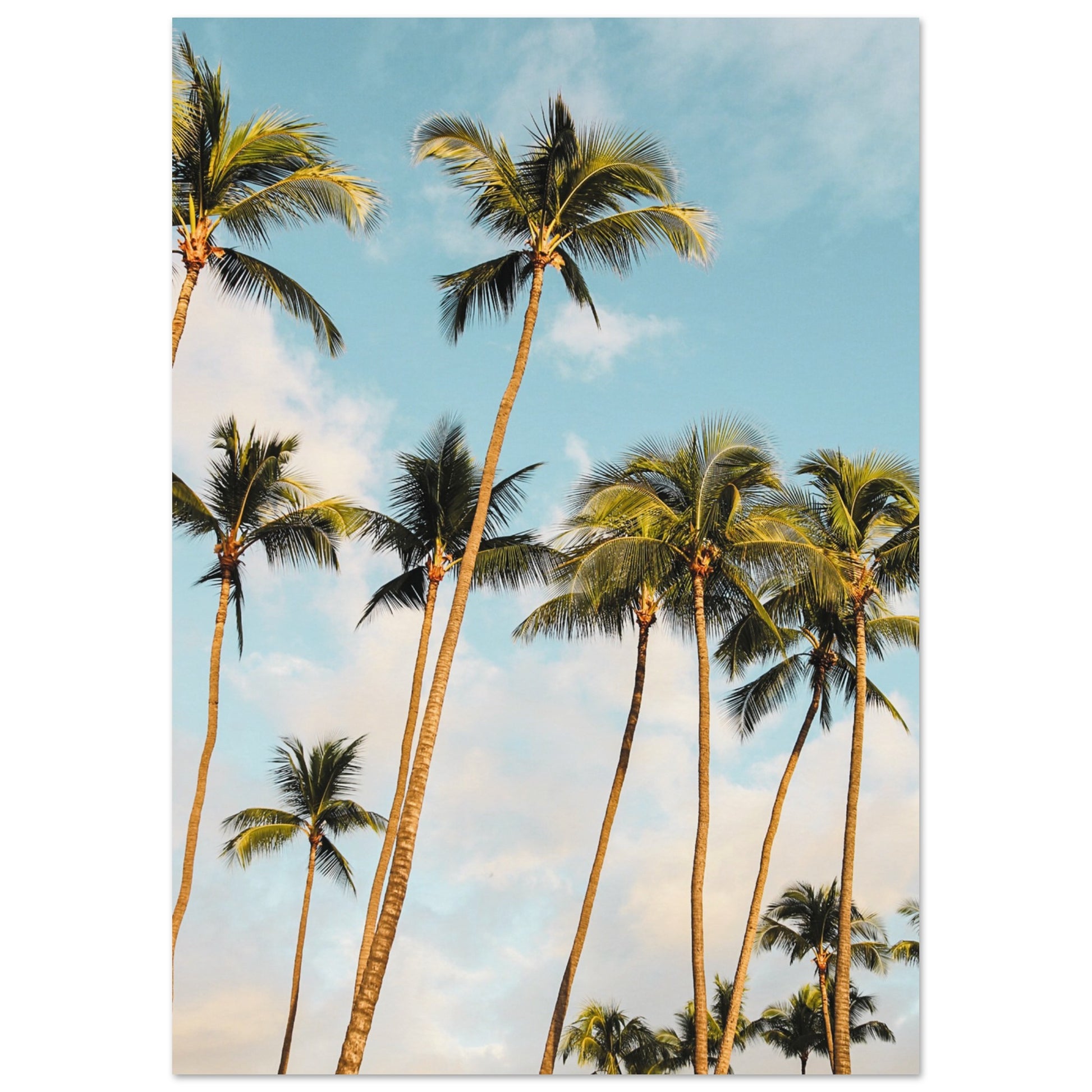 Hawaii Palm Trees Poster A4 (21x29.7 cm ) No Border