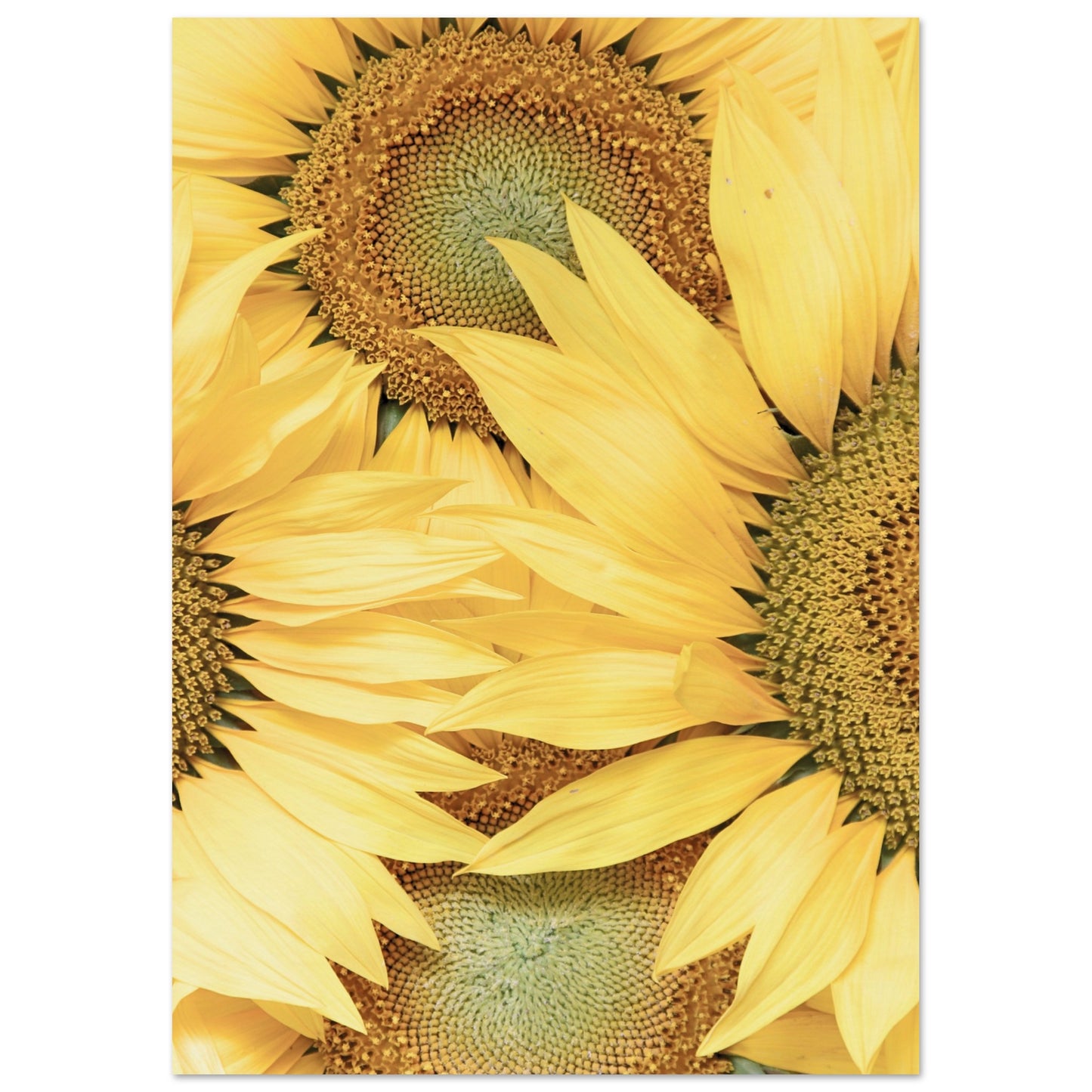 Sunflower Botanical Poster A3 (29.7 x 42 cm) No Border