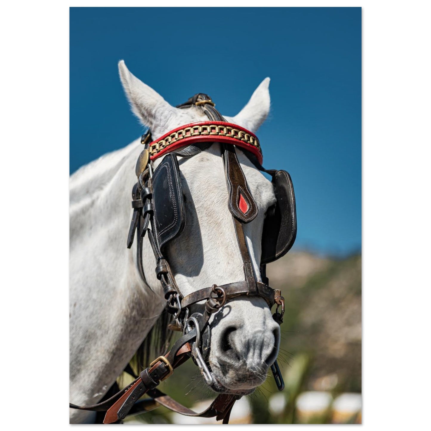 Spanish Dressed Horse Poster