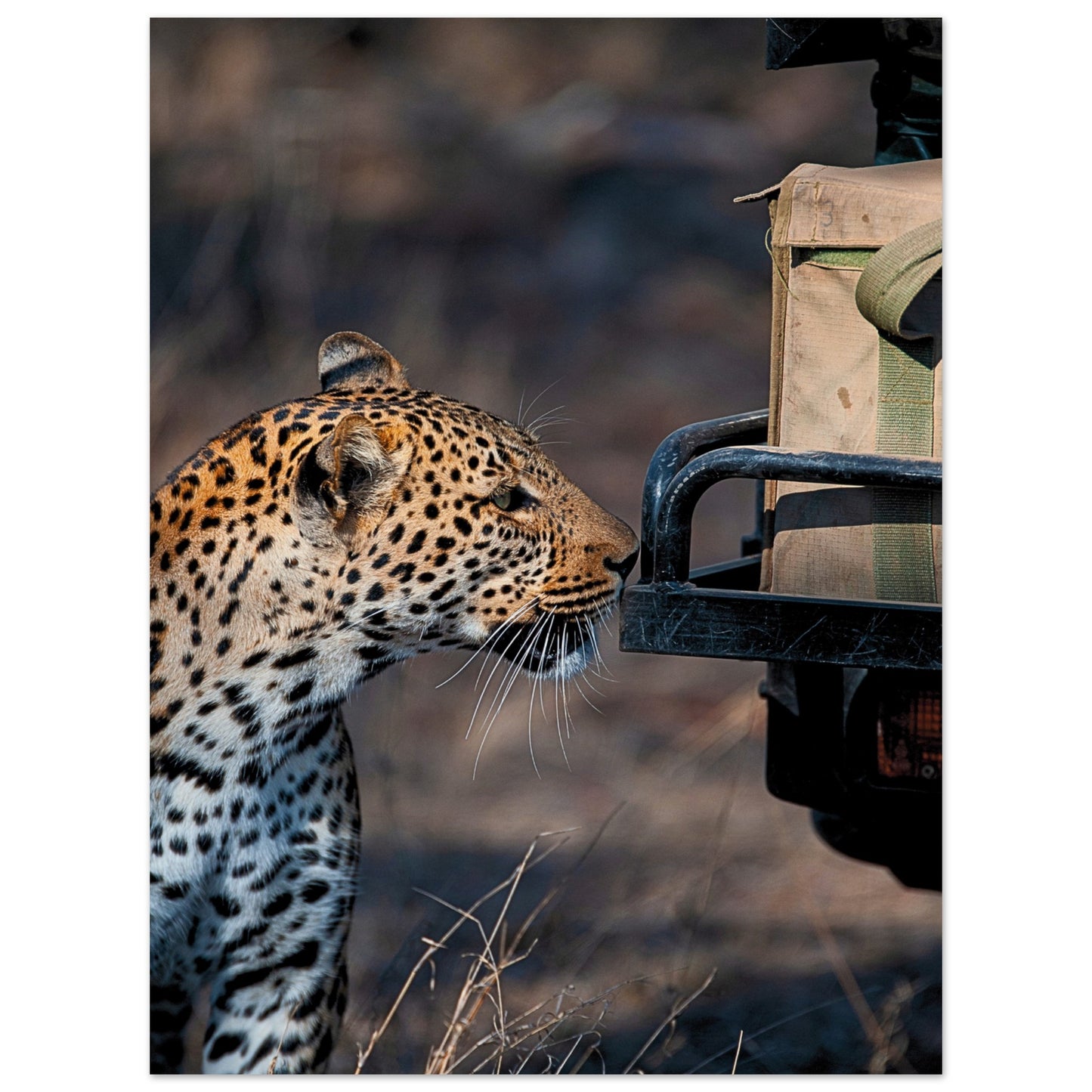 Leopard on Safari Poster 30x40 cm 12x16″ No Border