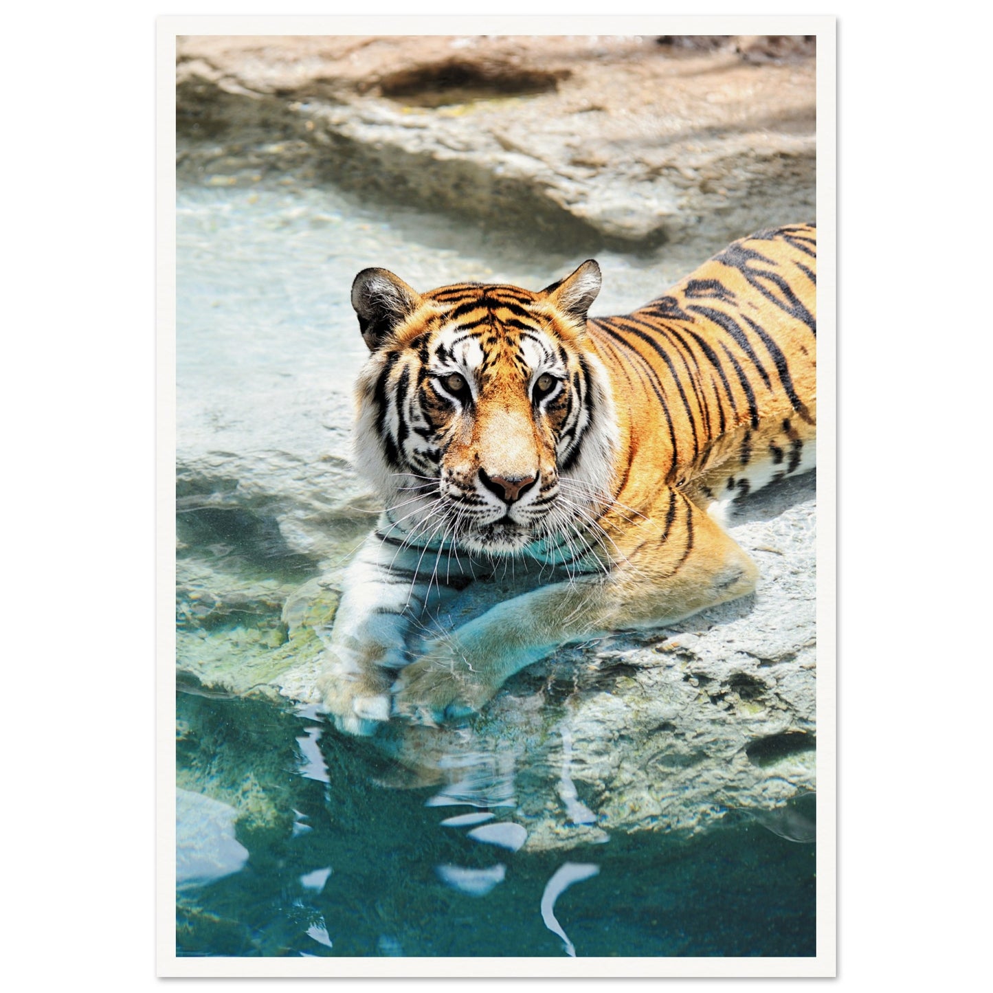 A Bathing Tiger Poster A2 (42 x 59.4 cm) Border